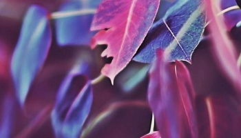 📱一部、虫食いの跡がある紫の葉 iPhone SE (第1世代) 壁紙・待ち受け