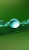 📱緑の葉の綺麗な水滴 iPhone 5 壁紙・待ち受け