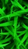📱綺麗な緑の草原 iPhone 5 壁紙・待ち受け