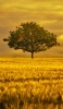 📱金色の草原と緑の大木 iPhone 5 壁紙・待ち受け