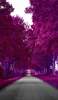 📱黒い道と紫の街路樹 iPhone SE (第1世代) 壁紙・待ち受け