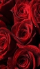 📱水滴のついた綺麗な赤い薔薇 iPhone SE (第1世代) 壁紙・待ち受け