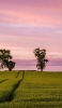 📱淡いピンクの空と田園風景 iPhone 5 壁紙・待ち受け