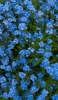 📱沢山咲いている可愛い青い花 iPhone SE (第1世代) 壁紙・待ち受け