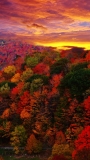 📱夕日に染まる空とカラフルな森 iPhone SE (第1世代) 壁紙・待ち受け