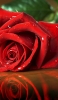 📱水滴がついた綺麗な赤い薔薇 iPhone SE (第1世代) 壁紙・待ち受け