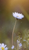 📱上を向いて咲く綺麗な白い花 iPhone SE (第1世代) 壁紙・待ち受け