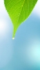 📱綺麗な緑の葉 水滴 iPhone 5 壁紙・待ち受け
