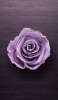 📱綺麗な薄紫の薔薇 iPhone SE (第1世代) 壁紙・待ち受け