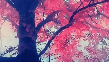 📱幻想的な紅葉の森 大木 iPhone SE (第1世代) 壁紙・待ち受け