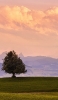 📱綺麗なピンクの空と草原と緑の大木 iPhone 8 壁紙・待ち受け