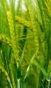 📱綺麗な緑のライ麦の接写 iPhone 7 壁紙・待ち受け