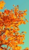 📱秋 橙色の葉 iPhone SE (第3世代) 壁紙・待ち受け