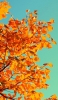 📱オレンジの葉と水色の空 iPhone 7 壁紙・待ち受け