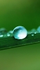 📱丸い水滴と緑の草 iPhone SE (第3世代) 壁紙・待ち受け