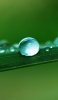 📱丸い水滴と緑の草 iPhone SE (第2世代) 壁紙・待ち受け