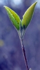 📱特徴的な緑と紫の草 iPhone SE (第3世代) 壁紙・待ち受け