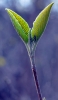 📱二股に分かれている緑と紫の草 iPhone 8 壁紙・待ち受け