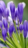📱綺麗な紫の花 iPhone 6s 壁紙・待ち受け
