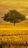 📱緑の大木と金色の草原 iPhone 6s 壁紙・待ち受け