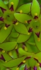 📱緑と紫と黄色の草花 iPhone 6 壁紙・待ち受け