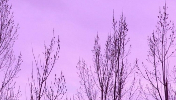 📱枯れ木 薄い紫の空 iPhone 7 壁紙・待ち受け