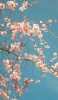 📱春 薄いピンクの花 桜 綺麗 iPhone SE (第3世代) 壁紙・待ち受け
