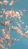 📱可愛いピンクの花 桜 iPhone 6s 壁紙・待ち受け