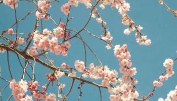 📱綺麗なピンクの桜の花 iPhone 8 壁紙・待ち受け