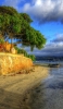 📱砂浜と高台に生える緑の大木 iPhone 6s 壁紙・待ち受け