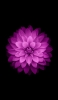 📱花弁の多いピンクの花 iPhone 7 壁紙・待ち受け