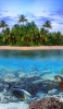 📱南国の島国 ウミガメ 熱帯魚 iPhone 8 壁紙・待ち受け