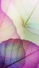 📱透けた紫の葉 iPhone SE (第3世代) 壁紙・待ち受け