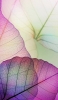 📱透明の紫の葉 葉脈 iPhone 8 壁紙・待ち受け