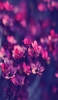 📱赤紫の小さい花 iPhone 7 壁紙・待ち受け