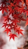 📱綺麗な紅葉の写真 iPhone 8 壁紙・待ち受け