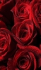 📱水滴のついた赤い薔薇 iPhone 6 壁紙・待ち受け
