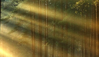 📱森 森林 太陽の光 iPhone 7 壁紙・待ち受け