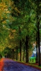 📱落ち葉降り積もる道路 緑と赤の並木道 iPhone 6s 壁紙・待ち受け