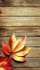 📱赤い落ち葉と木の床 iPhone 7 壁紙・待ち受け