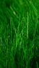 📱綺麗な緑の雑草 iPhone 6 壁紙・待ち受け