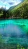 📱綺麗な緑の森林と緑の澄んだ池 iPhone 6 壁紙・待ち受け