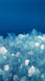 📱青い海と簡略化された白い花の油絵 iPhone 7 壁紙・待ち受け
