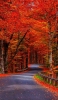 📱秋 赤い樹と緩やかな坂 iPhone 8 壁紙・待ち受け