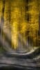 📱黄色の街路樹と真っすぐの砂利道 iPhone 6 壁紙・待ち受け