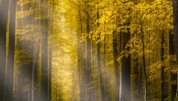 📱砂利道と黄色い森 iPhone 7 壁紙・待ち受け