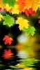 📱水面に反射する色鮮やかな葉 iPhone 7 壁紙・待ち受け