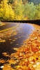 📱秋 黄色い落ち葉 左に曲がる道路 森 iPhone 8 壁紙・待ち受け