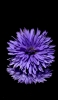 📱紫の花 iPhone 6 壁紙・待ち受け