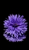 📱薄紫の花 iPhone SE (第3世代) 壁紙・待ち受け